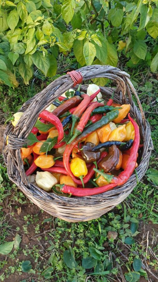 Azienda Agricola I Peperoncini Alghero Luaran gambar