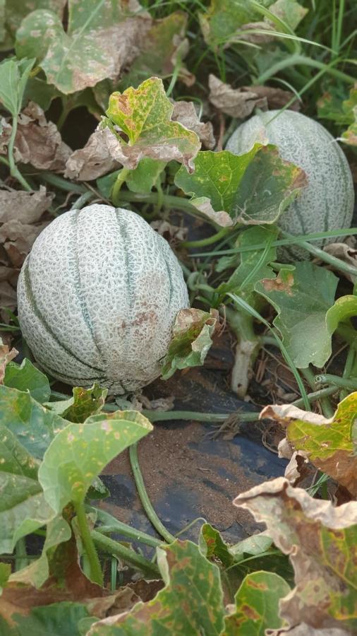 Azienda Agricola I Peperoncini Alghero Luaran gambar