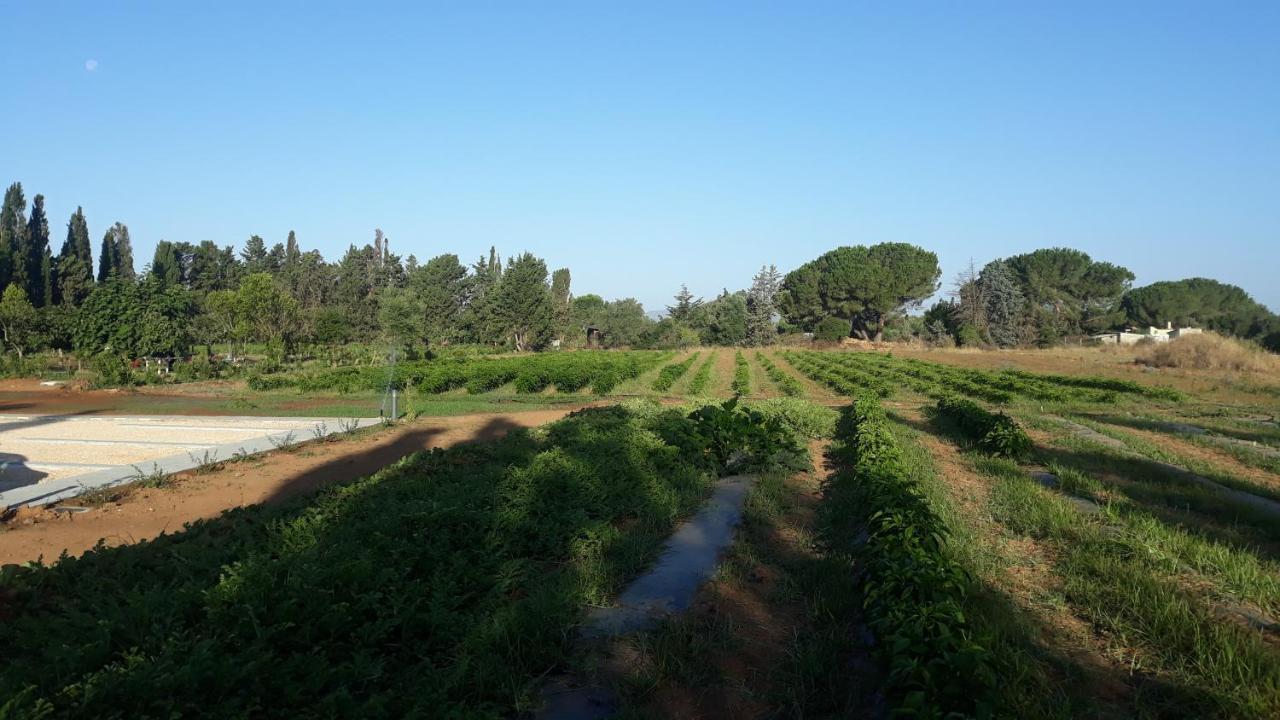 Azienda Agricola I Peperoncini Alghero Luaran gambar